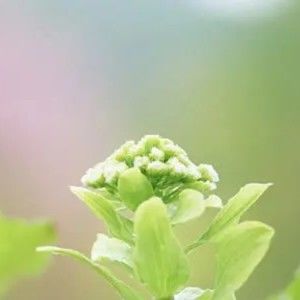 Meet your Posher, Joyce